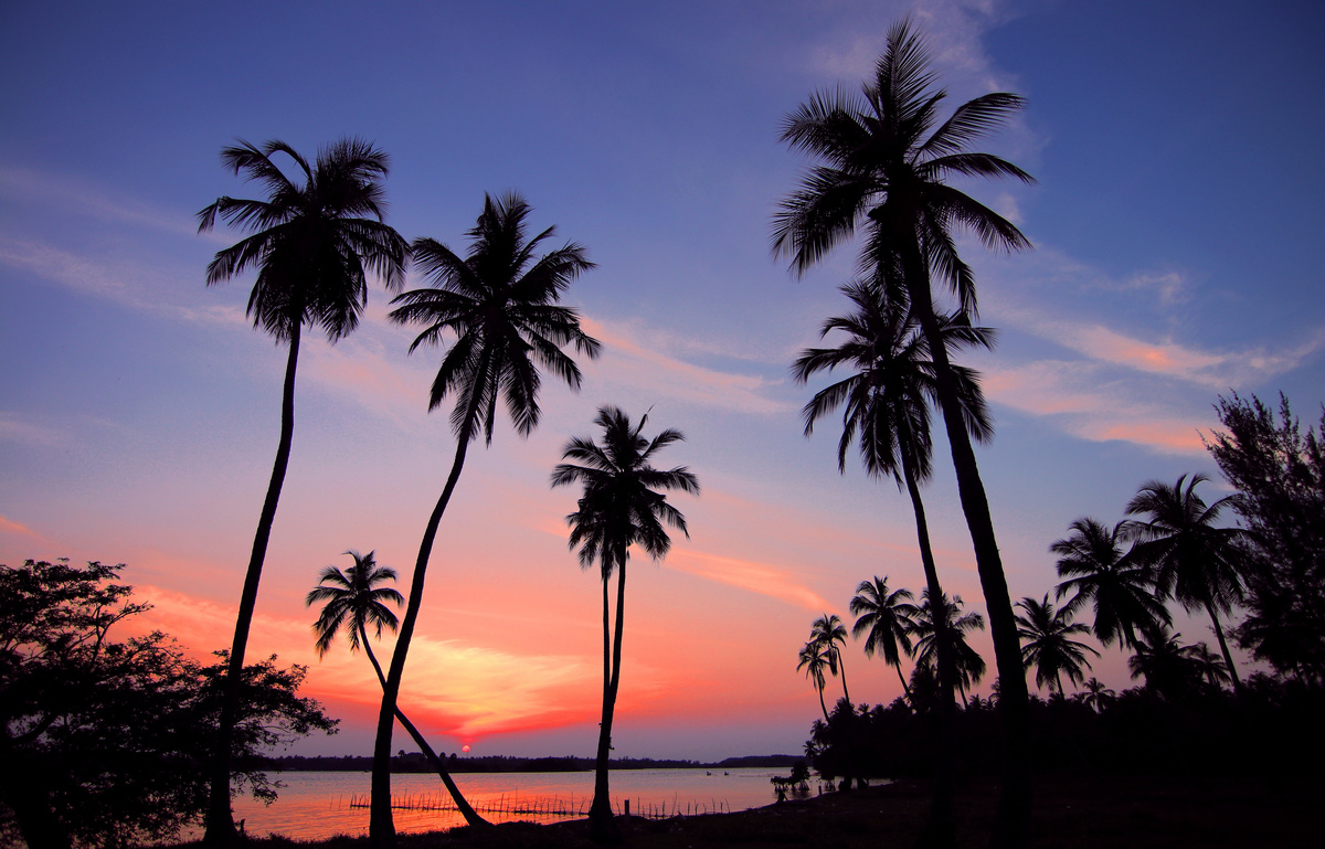 Silhouettes of Palm Trees